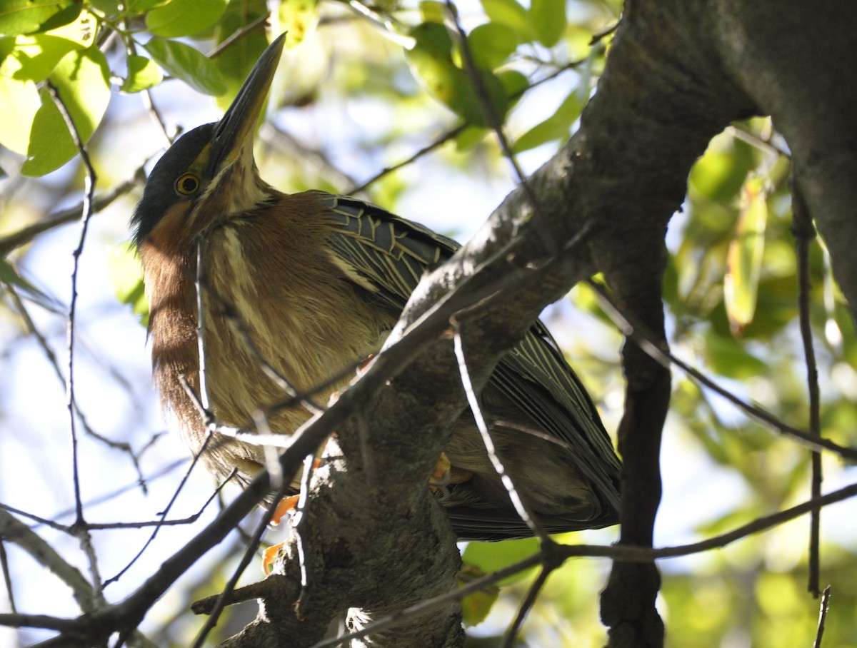 Green Heron - ML635737051
