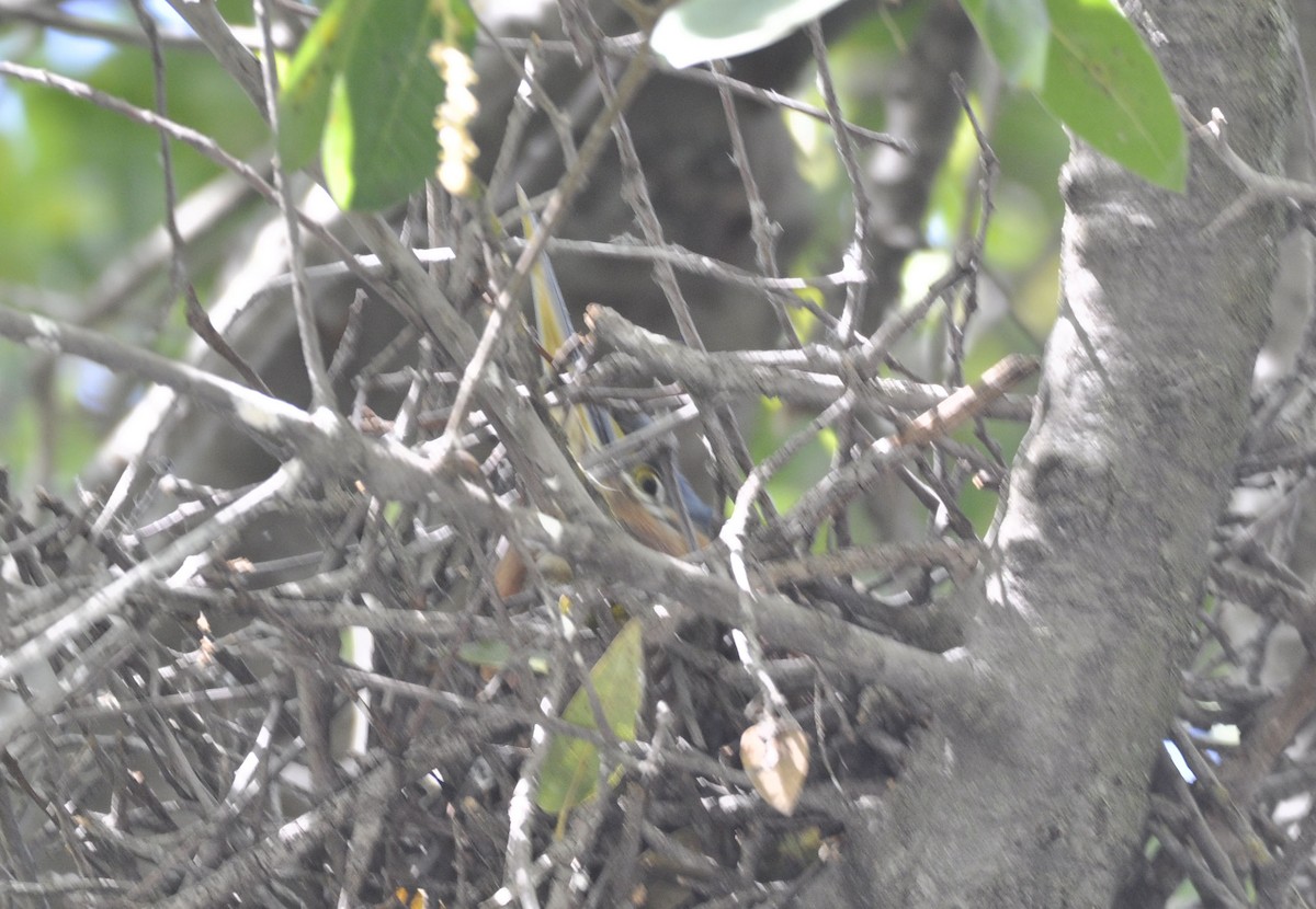 Green Heron - ML635737053