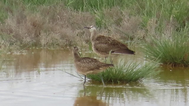 Whimbrel (Hudsonian) - ML635737086