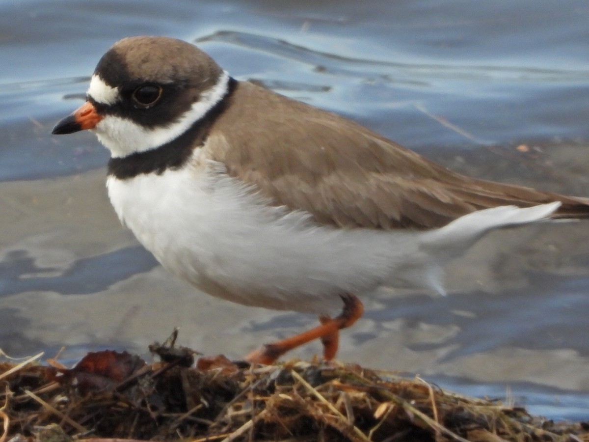 Semipalmated Plover - ML635737128