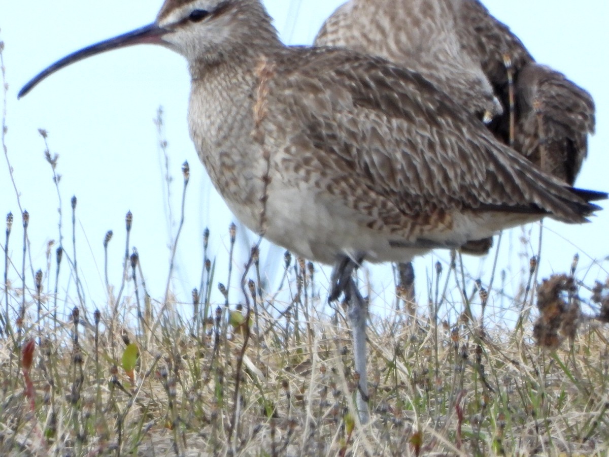 Hudsonian Whimbrel - ML635737137