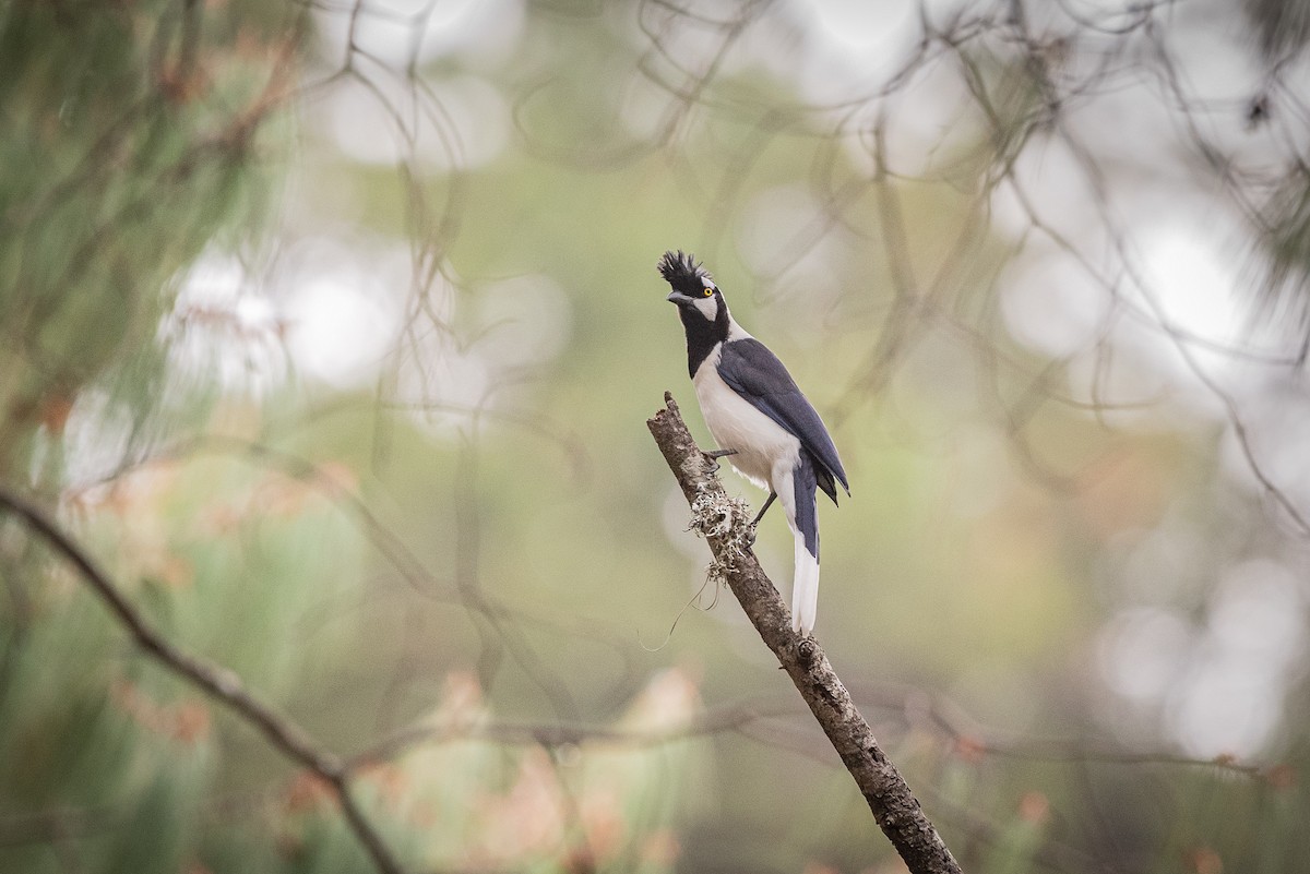 Tufted Jay - ML635737158
