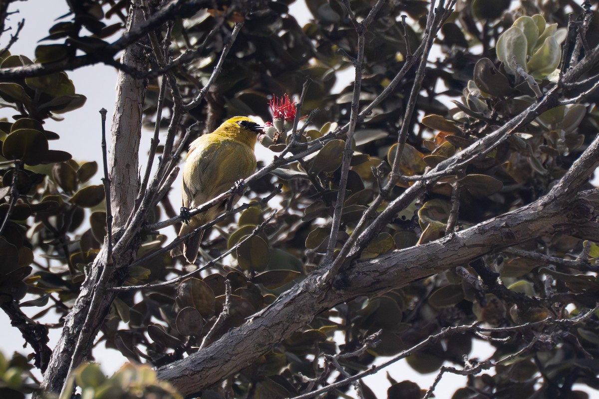 Hawaii Amakihi - ML635737174