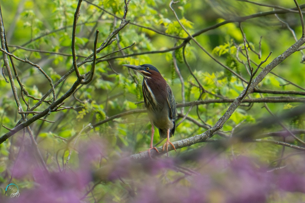 Green Heron - ML635737251