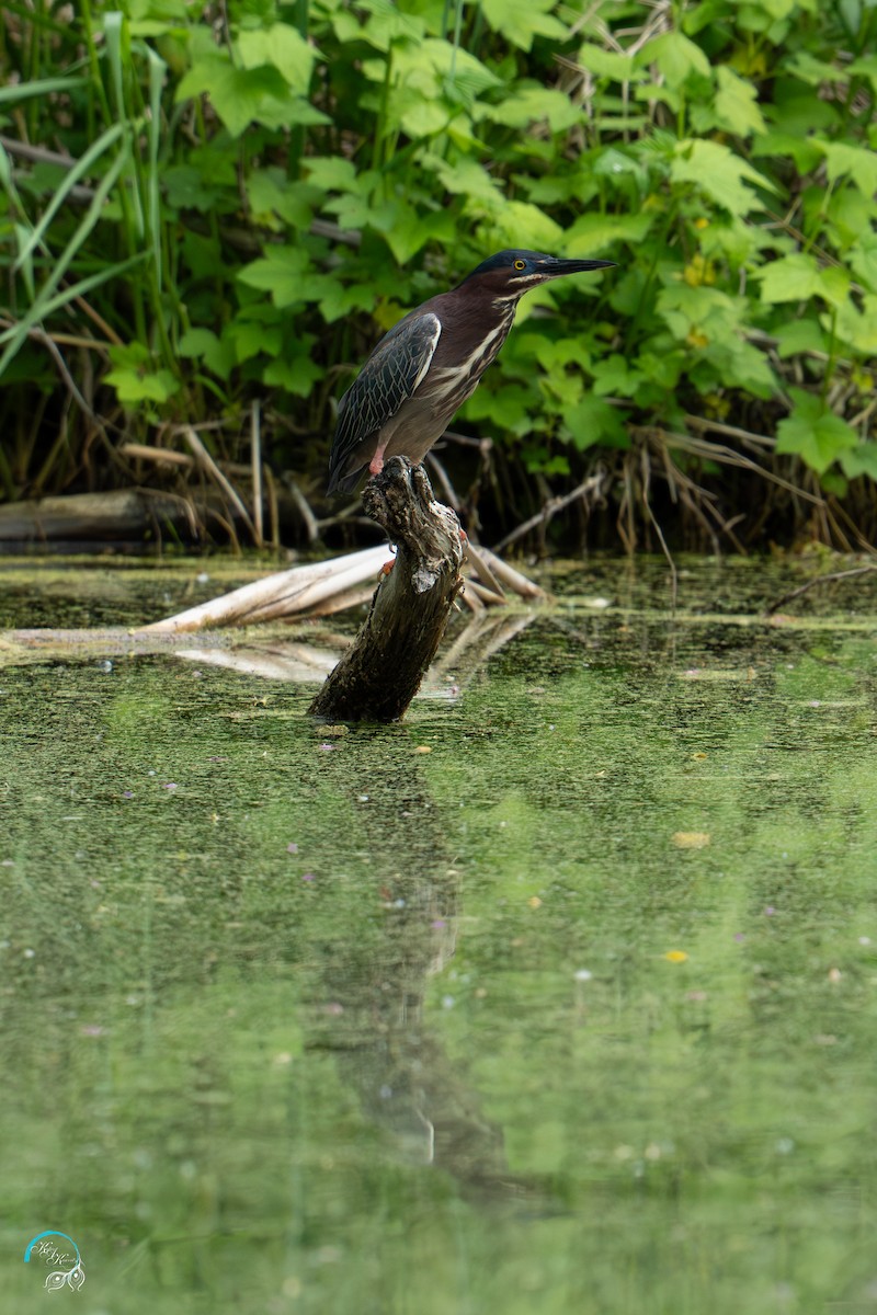 Green Heron - ML635737261