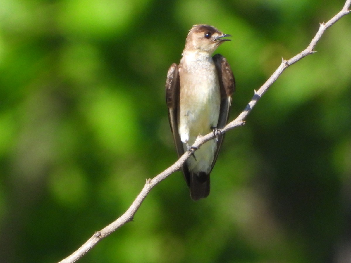 Southern Rough-winged Swallow - ML635737295