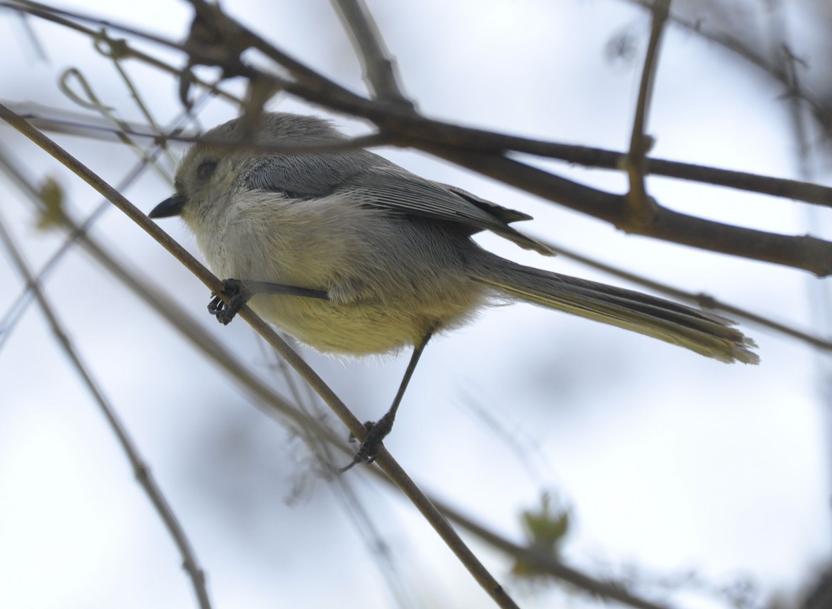 Bushtit - ML635737321