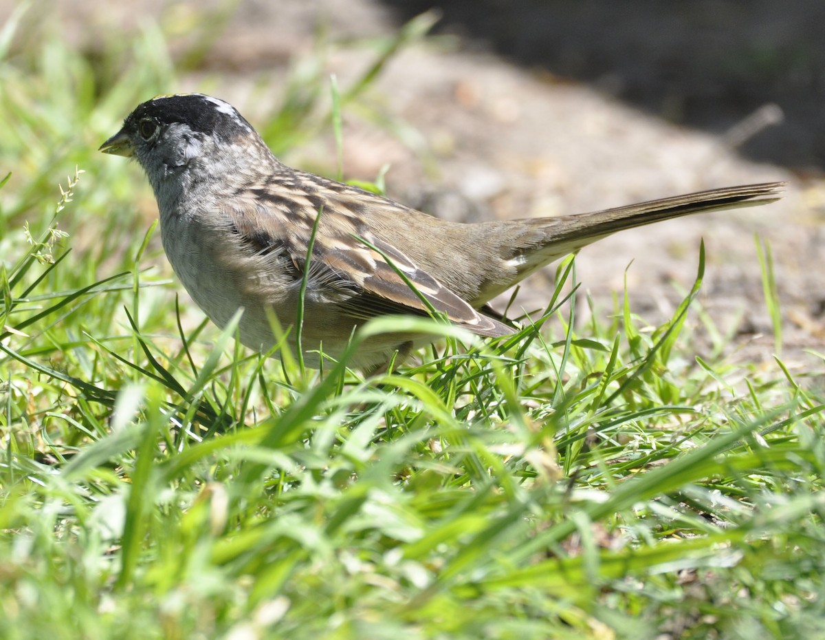 Golden-crowned Sparrow - ML635737322