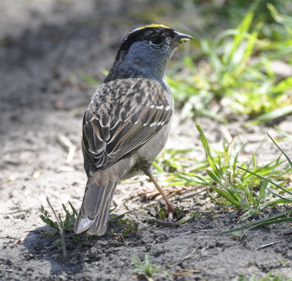 Golden-crowned Sparrow - ML635737323