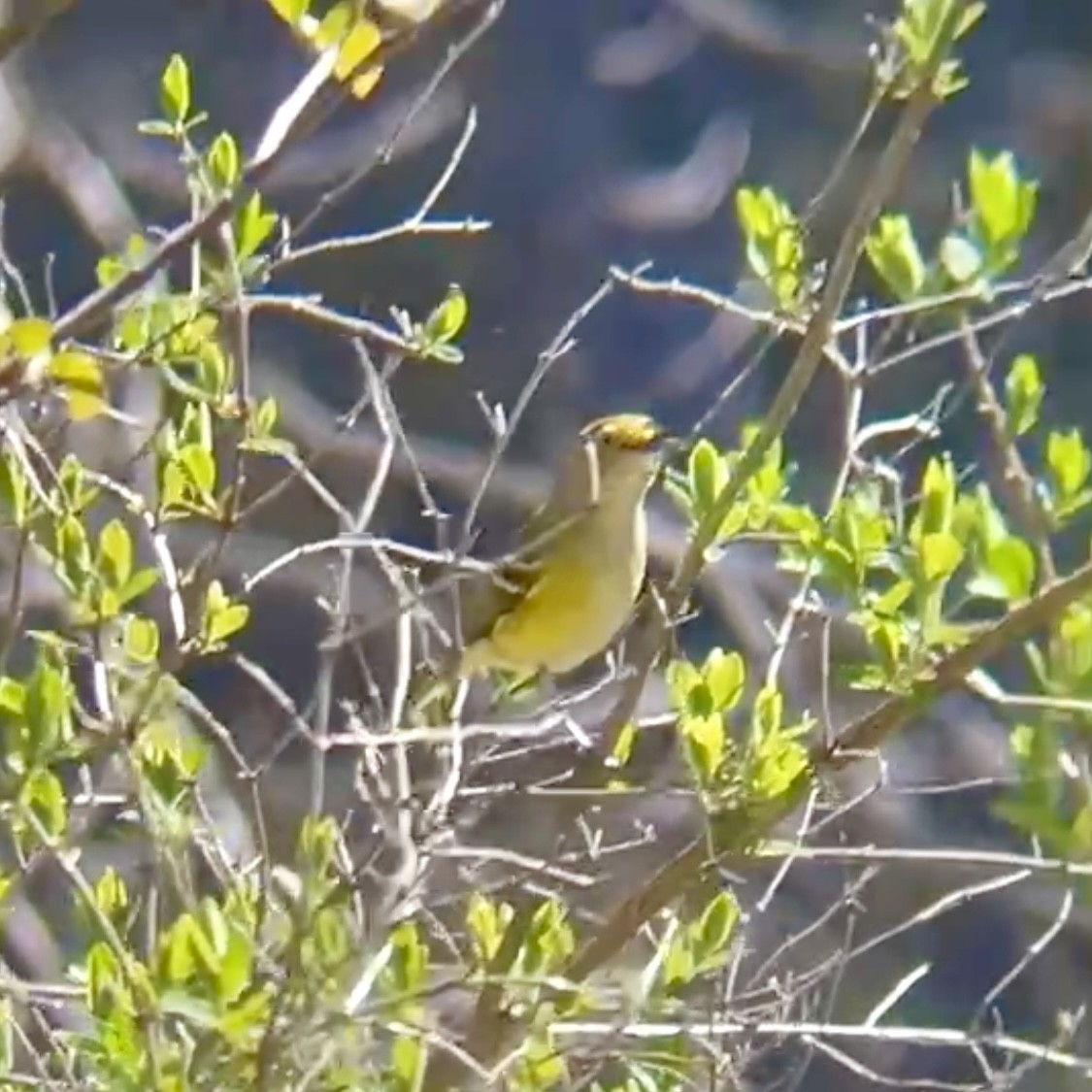 メジロモズモドキ - ML635737342