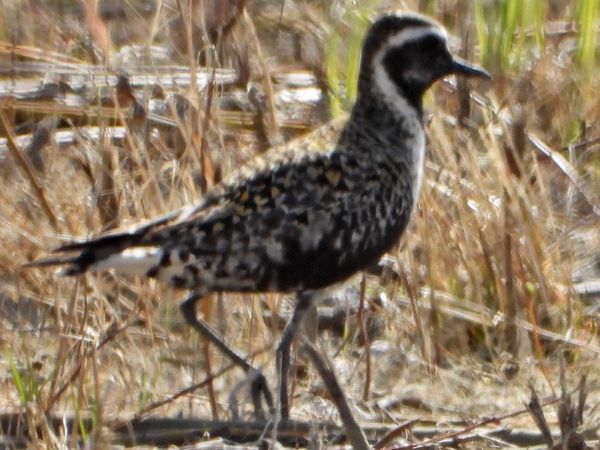 American Golden-Plover - ML635737754