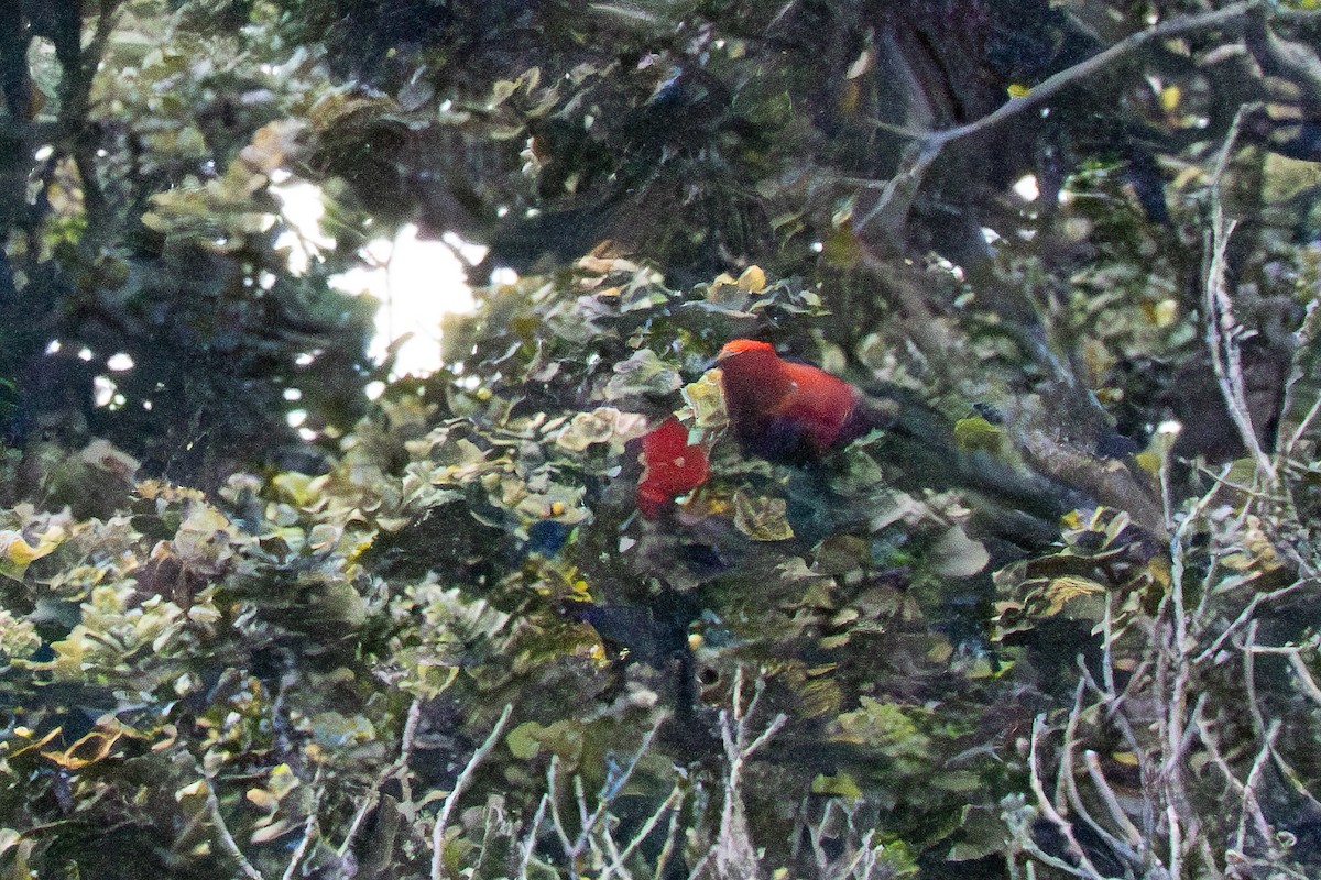 Apapane - ML635737871