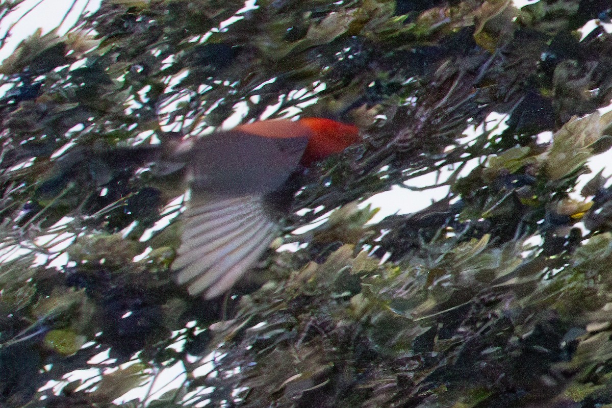 Apapane - ML635737872