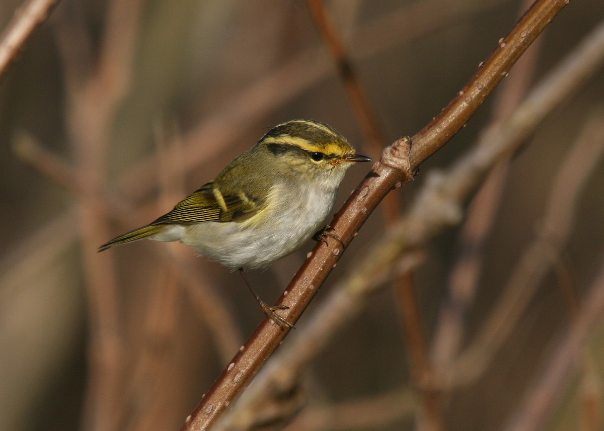 Pallas's Leaf Warbler - Christoph Moning