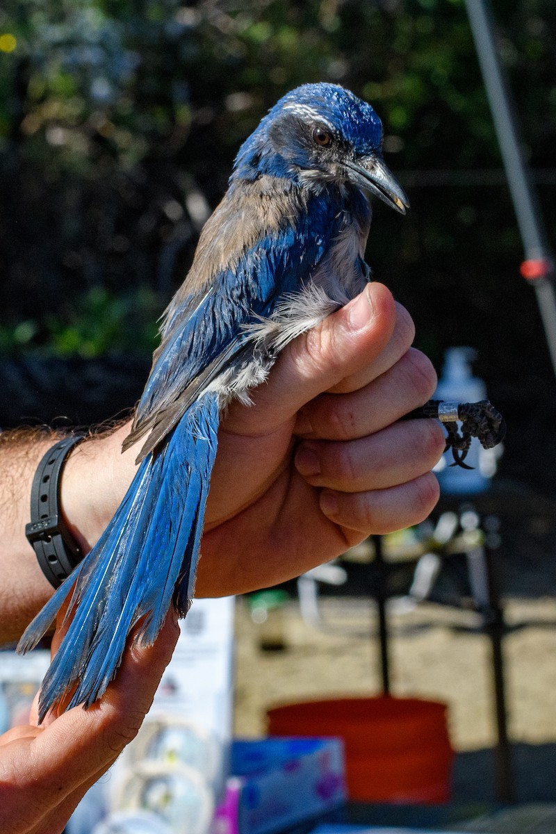 California Scrub-Jay - ML635737933