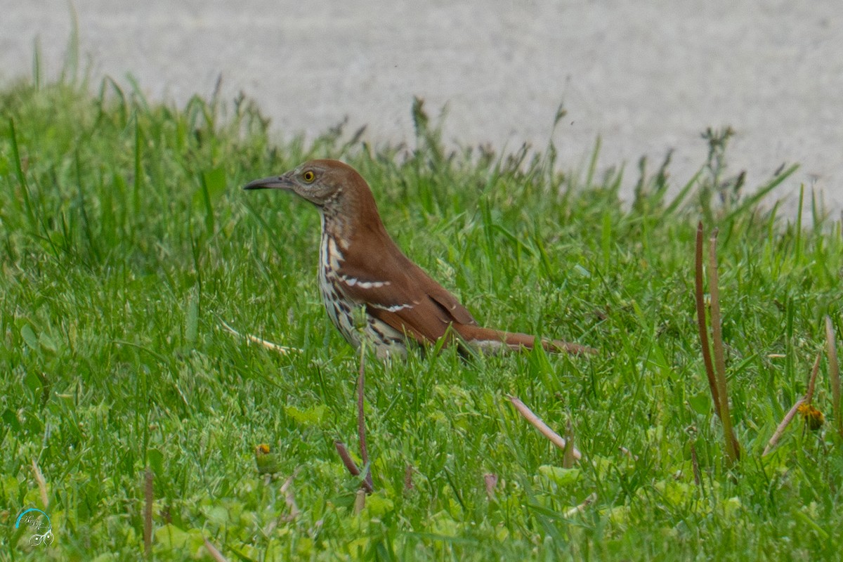 brunspottefugl - ML635737982