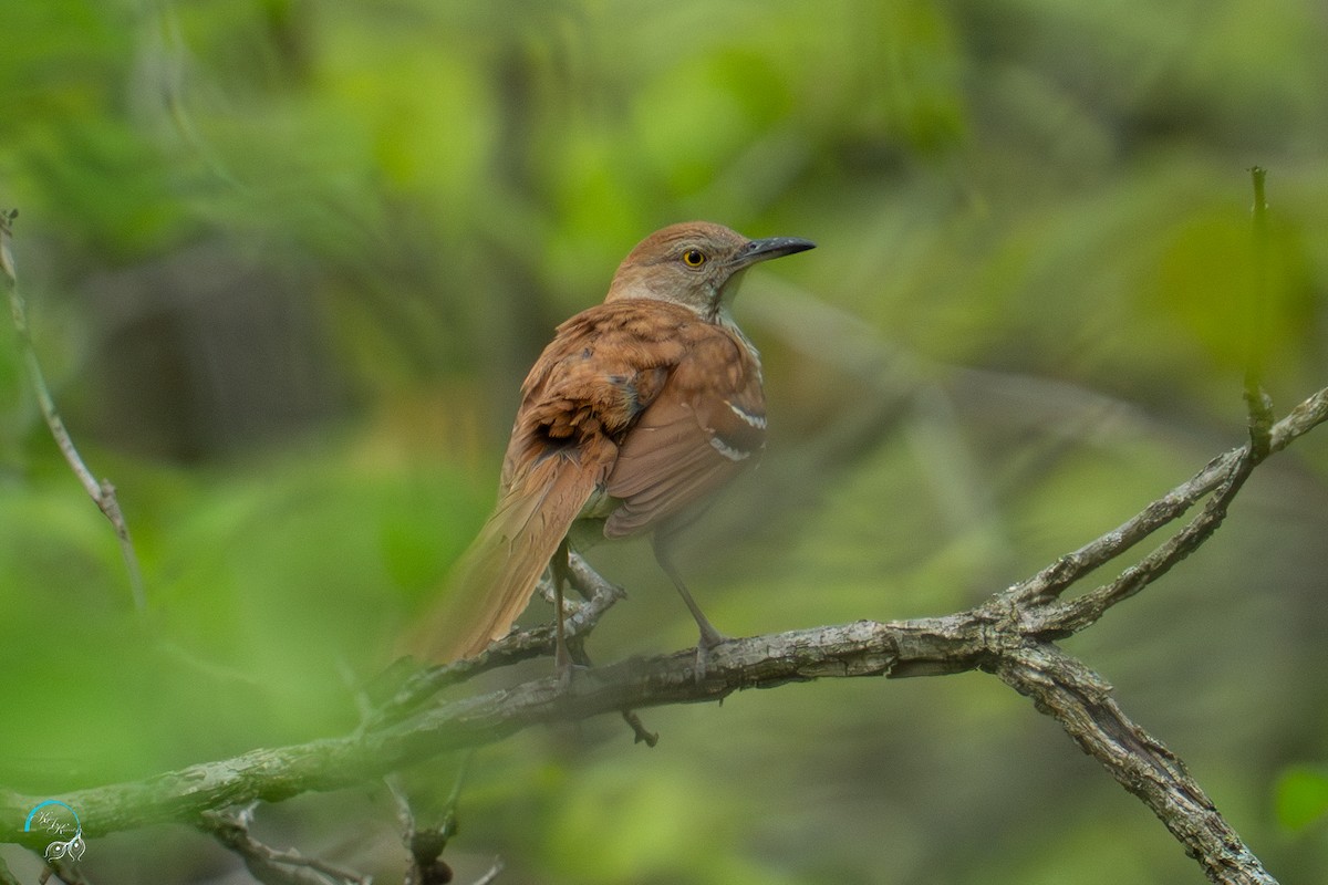 brunspottefugl - ML635737983