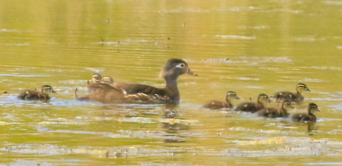 Pato Joyuyo - ML635738031
