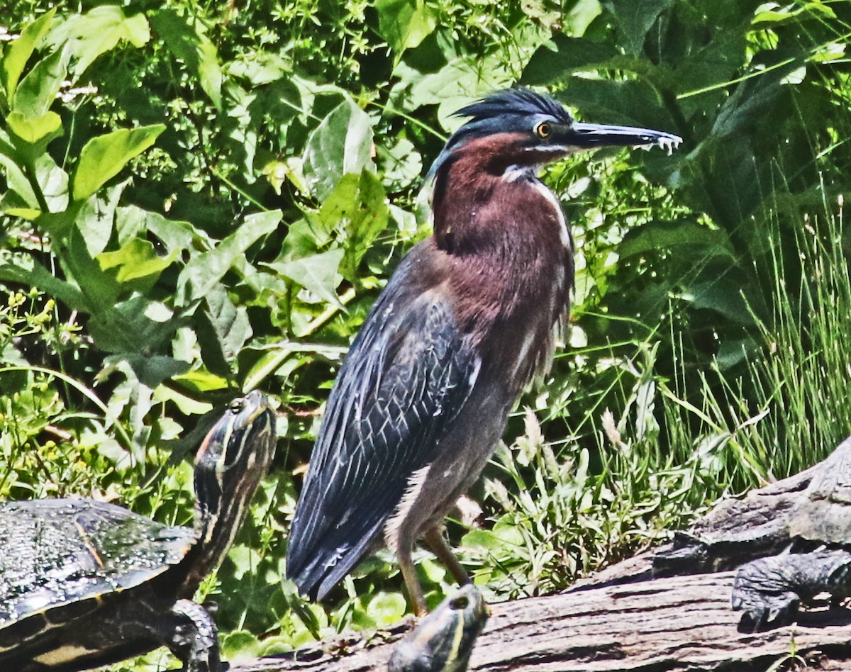 Green Heron - ML635738088