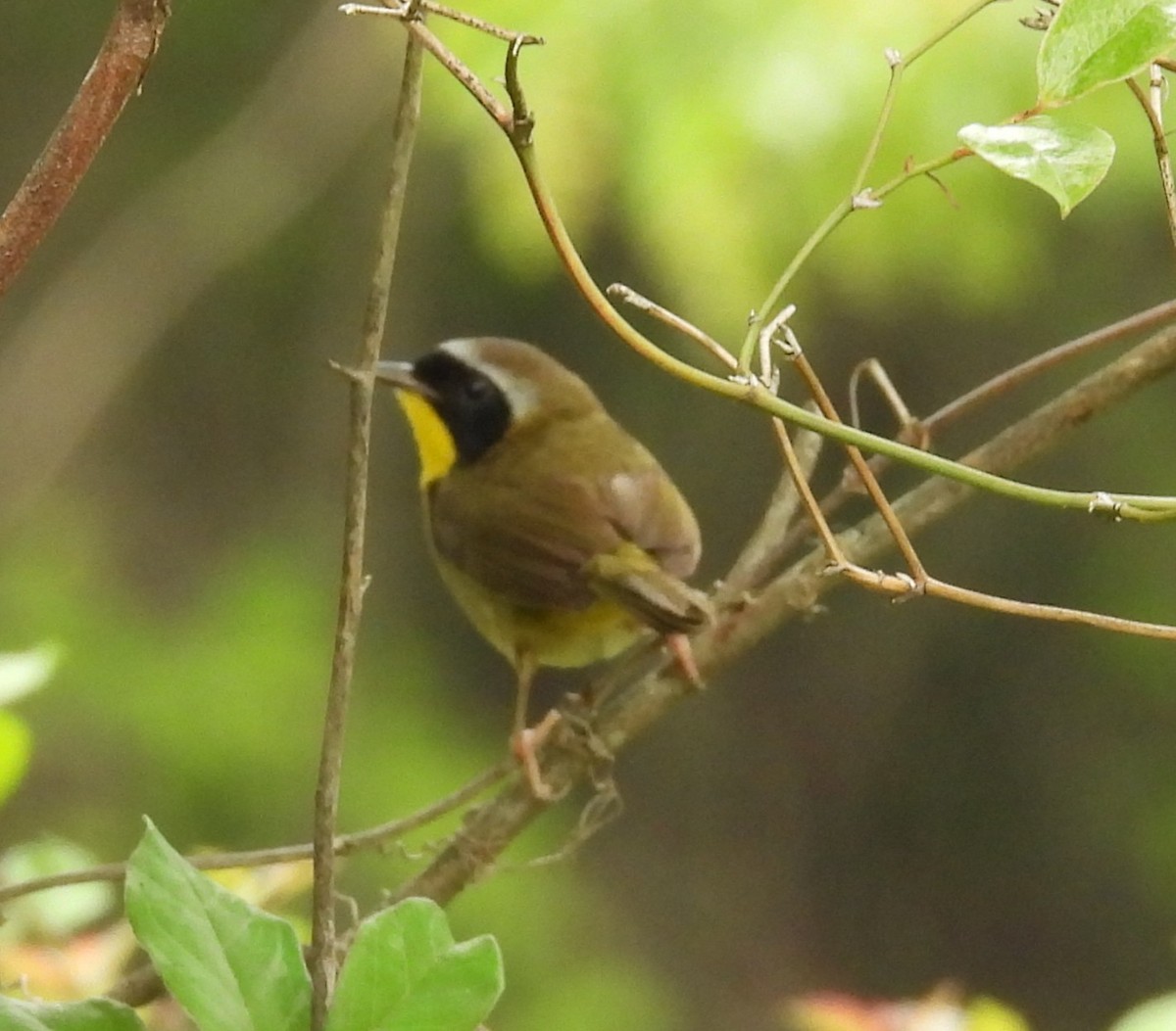 Common Yellowthroat - ML635738099