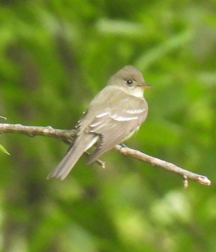 Eastern Wood-Pewee - ML635738202
