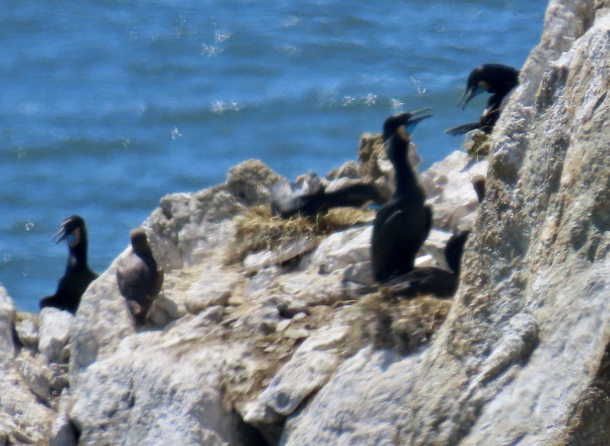 Brandt's Cormorant - ML635738237