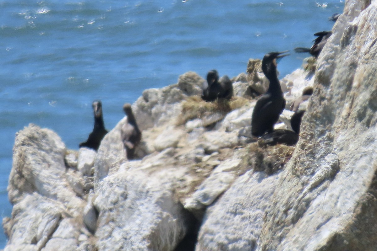 Brandt's Cormorant - ML635738238