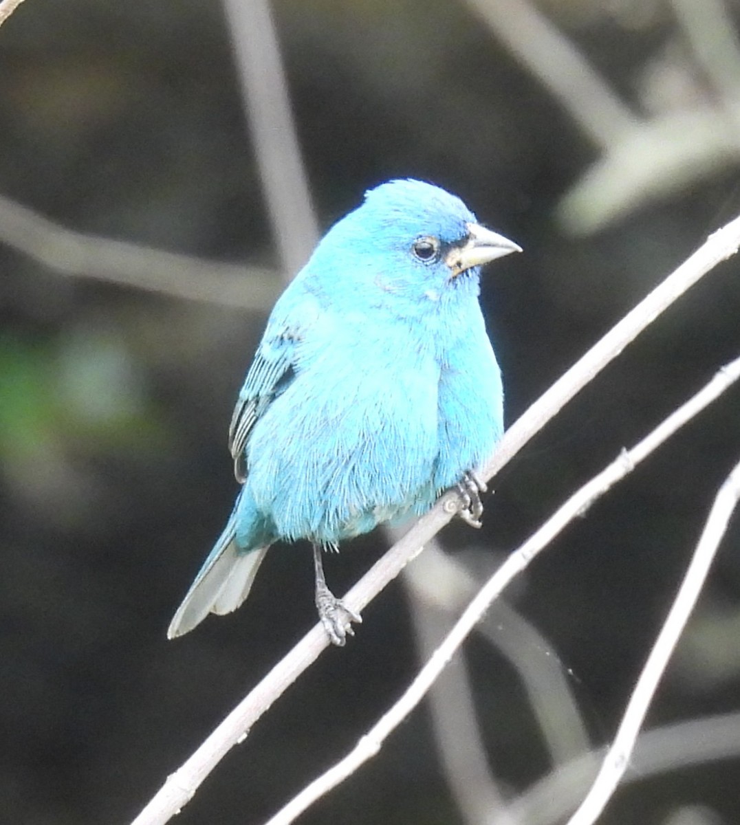 Indigo Bunting - ML635738240