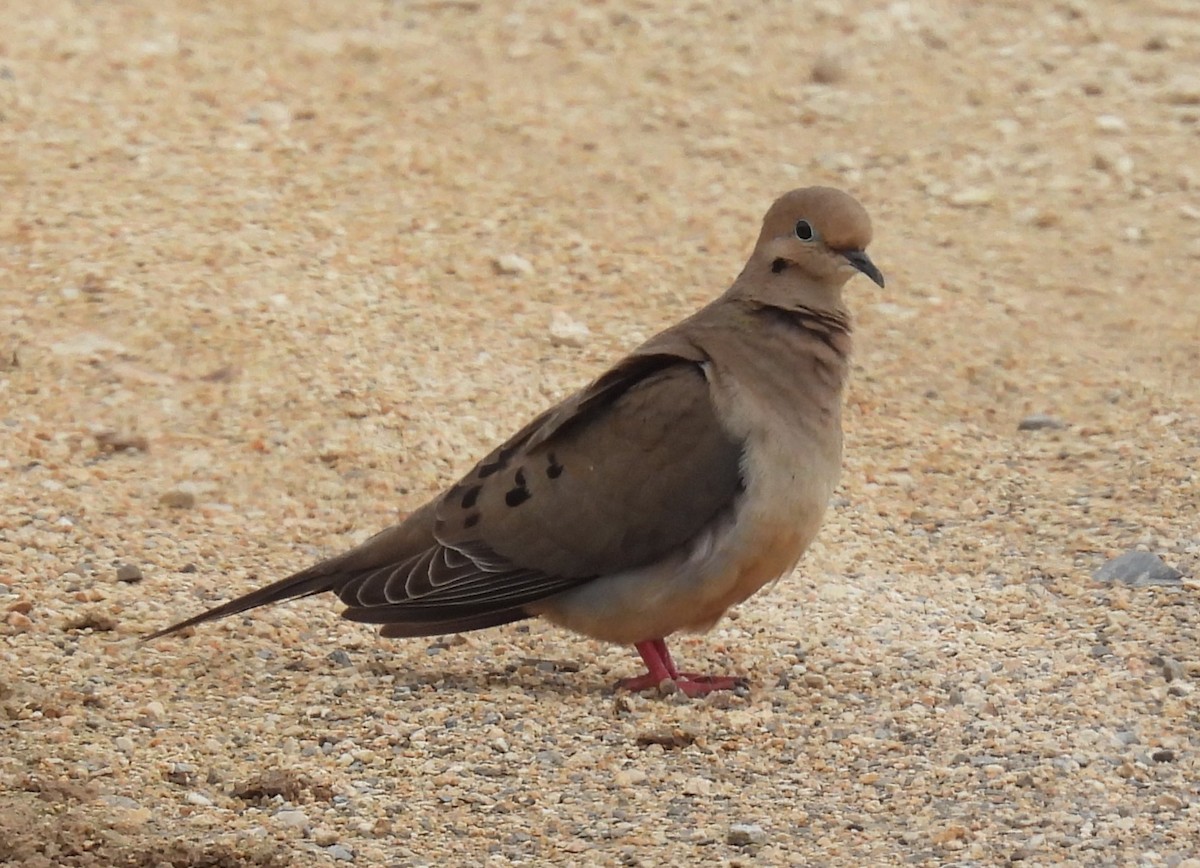Mourning Dove - ML635738250