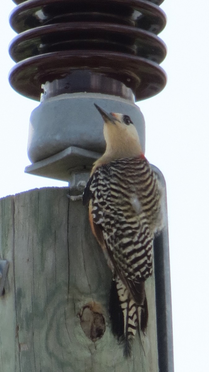 West Indian Woodpecker - ML635738283
