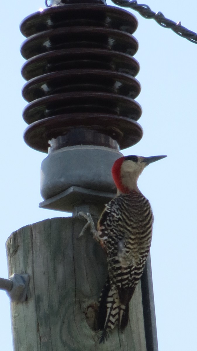 West Indian Woodpecker - ML635738284
