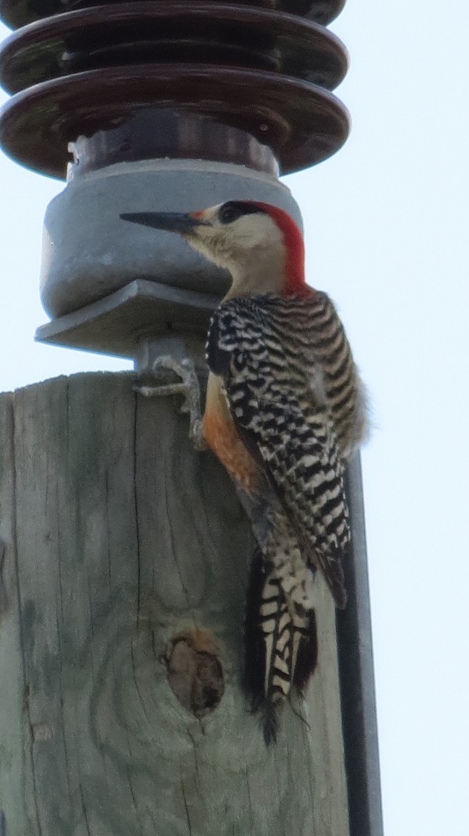 West Indian Woodpecker - ML635738287