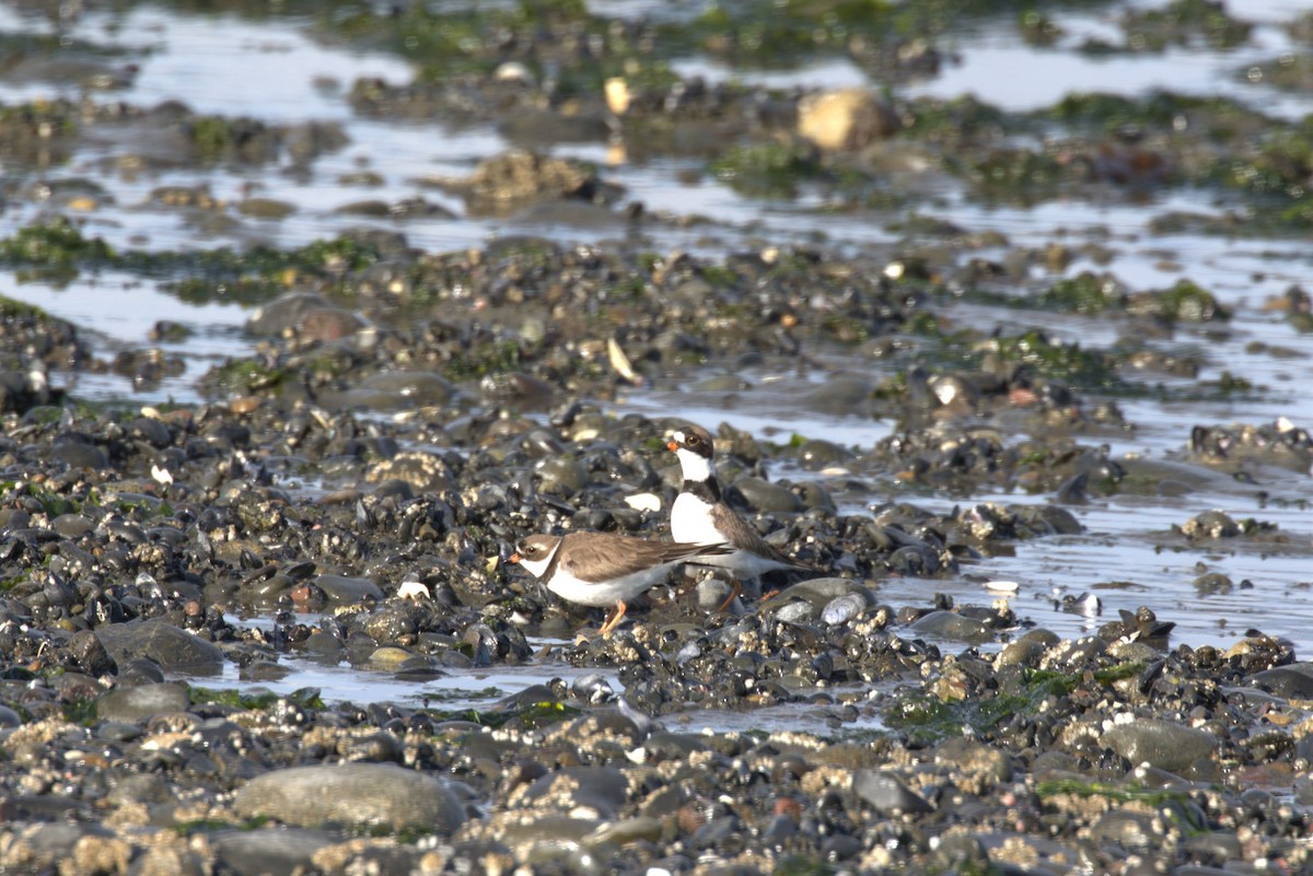 Semipalmated Plover - ML635738349