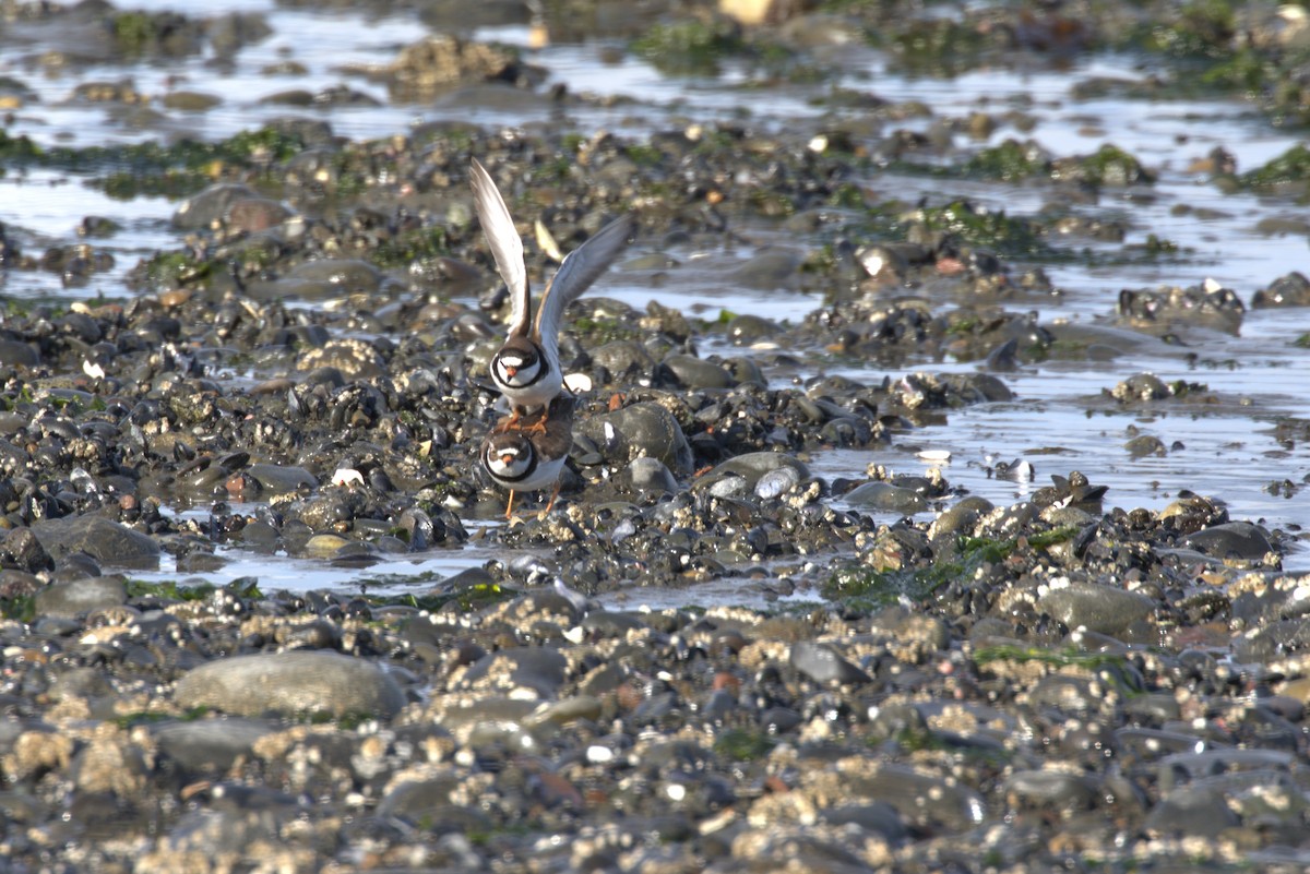 Semipalmated Plover - ML635738352