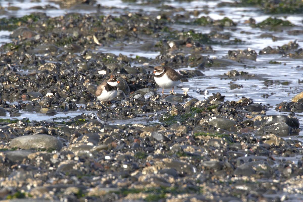 Semipalmated Plover - ML635738353