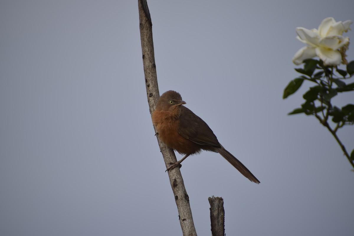 Rufous Chatterer - ML635738550