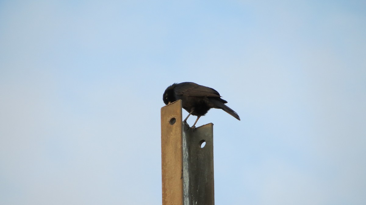 Cuban Blackbird - ML635738593