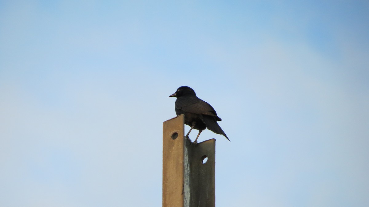 Cuban Blackbird - ML635738615