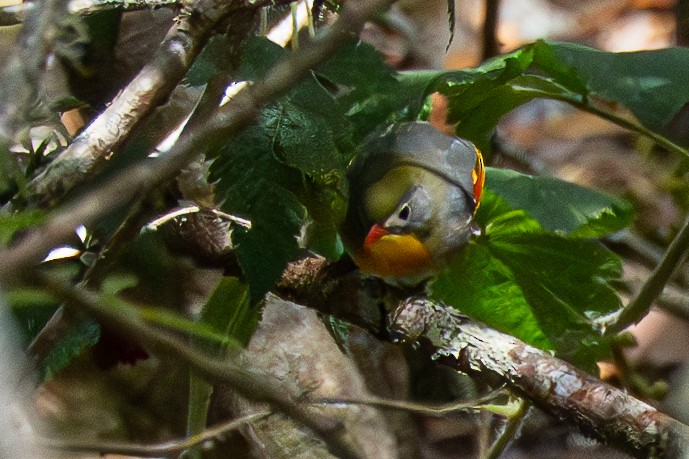 Red-billed Leiothrix - ML635738690