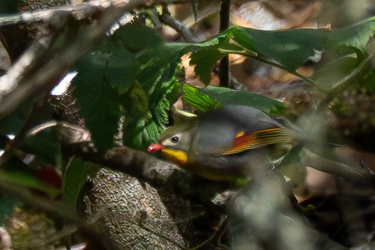 Red-billed Leiothrix - ML635738691