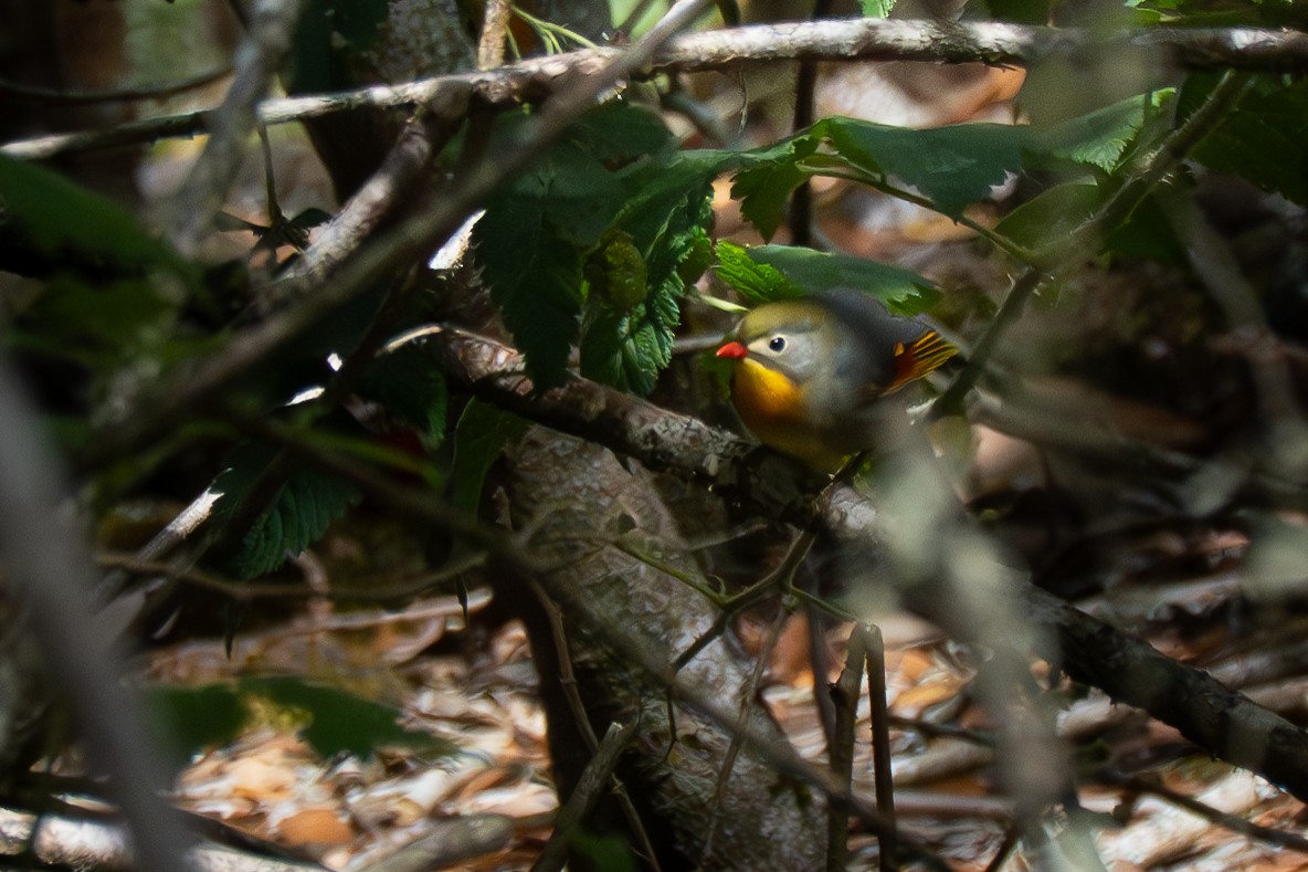 Red-billed Leiothrix - ML635738692