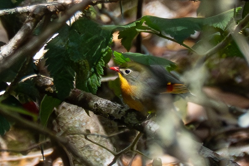 Red-billed Leiothrix - ML635738693