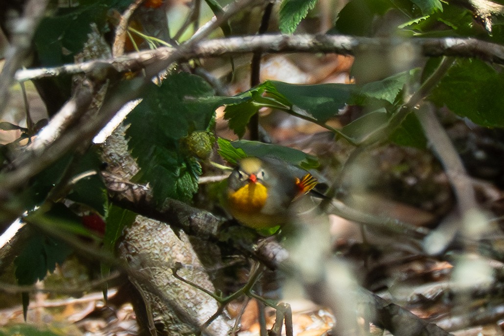 Red-billed Leiothrix - ML635738694