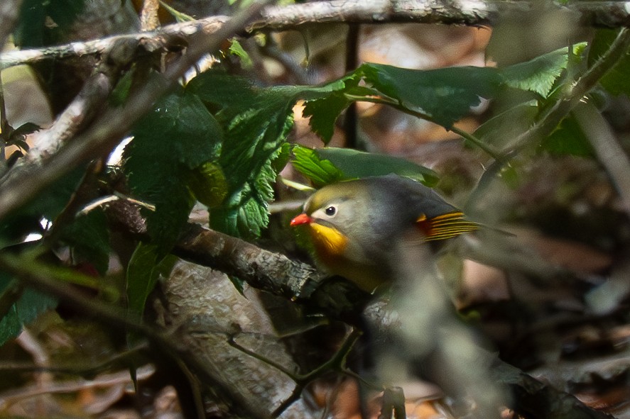 Red-billed Leiothrix - ML635738695