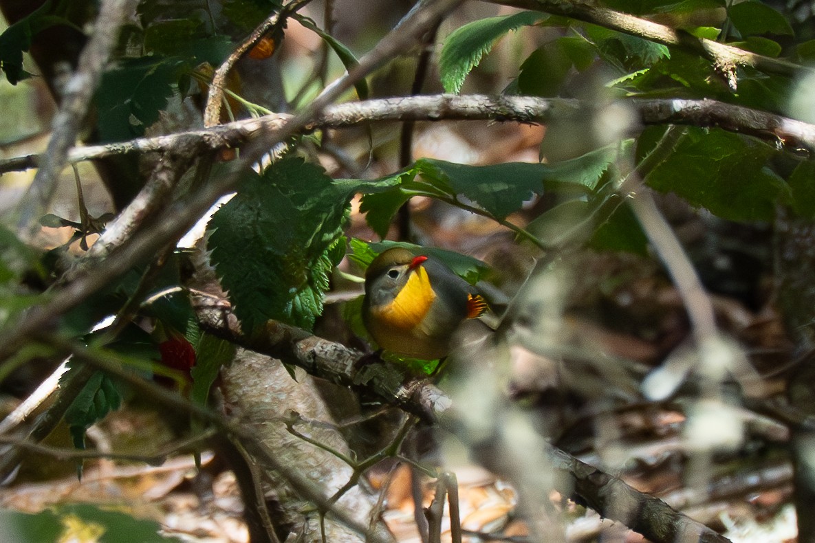 Red-billed Leiothrix - ML635738696