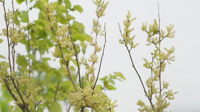 Willow Flycatcher - ML635738835