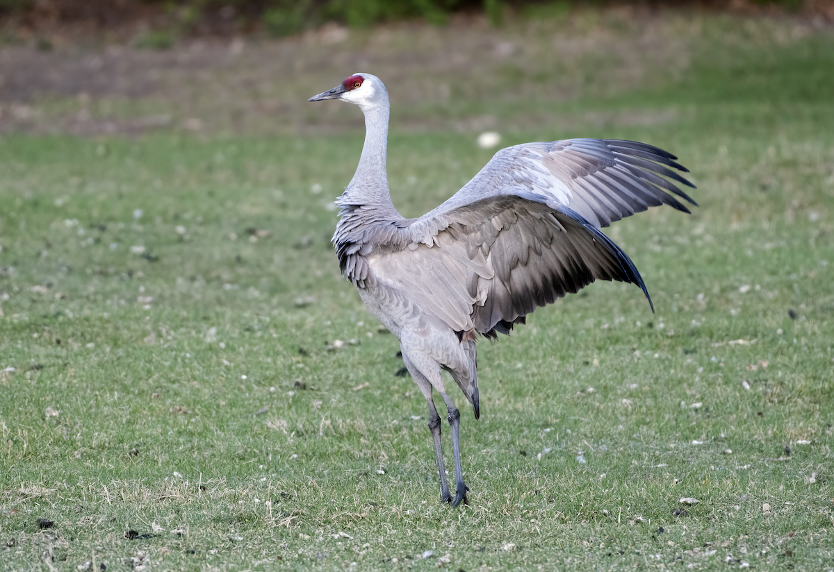 Sandhill Crane - ML635738870