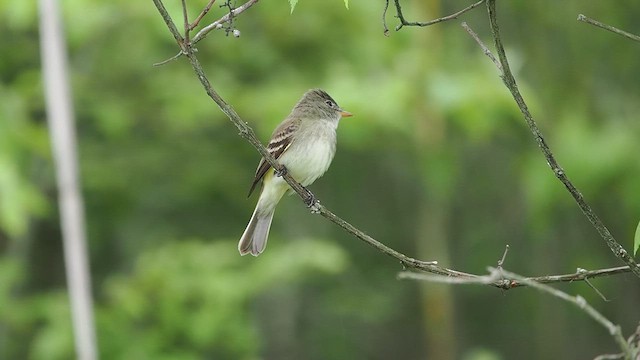 Willow Flycatcher - ML635738889