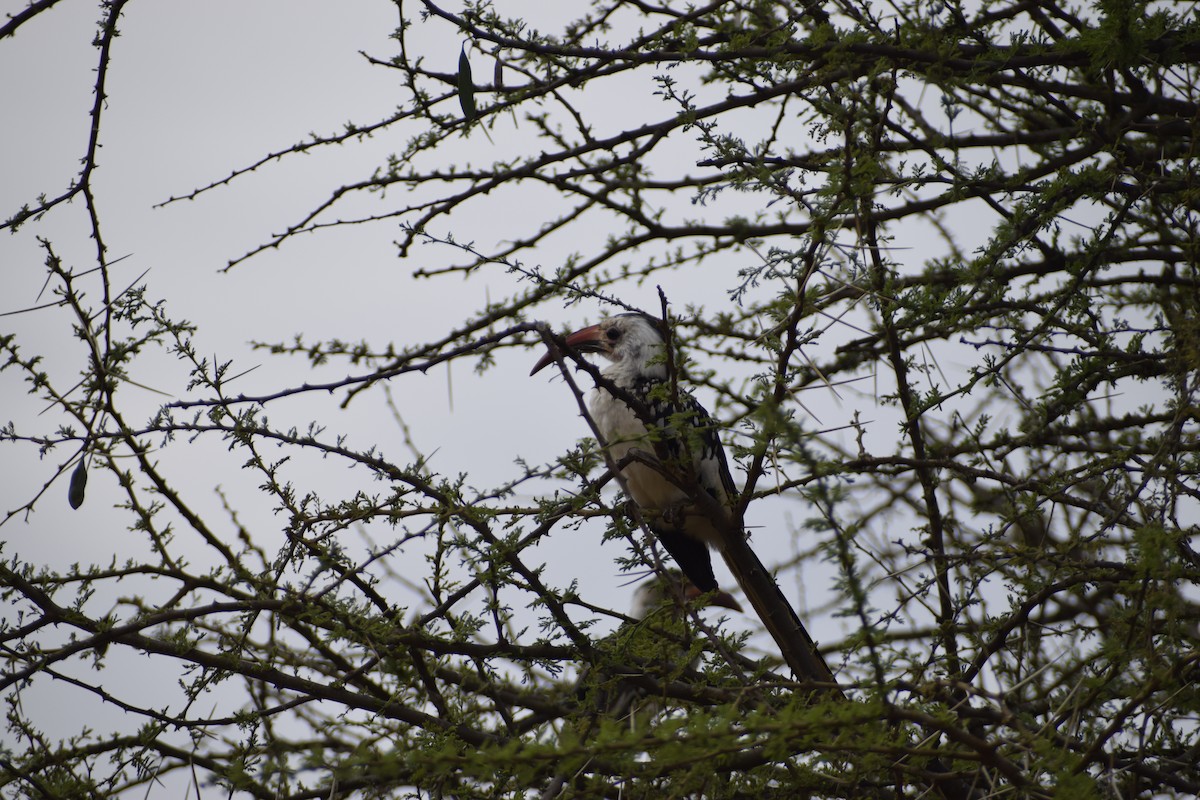 Northern Red-billed Hornbill - ML635738955