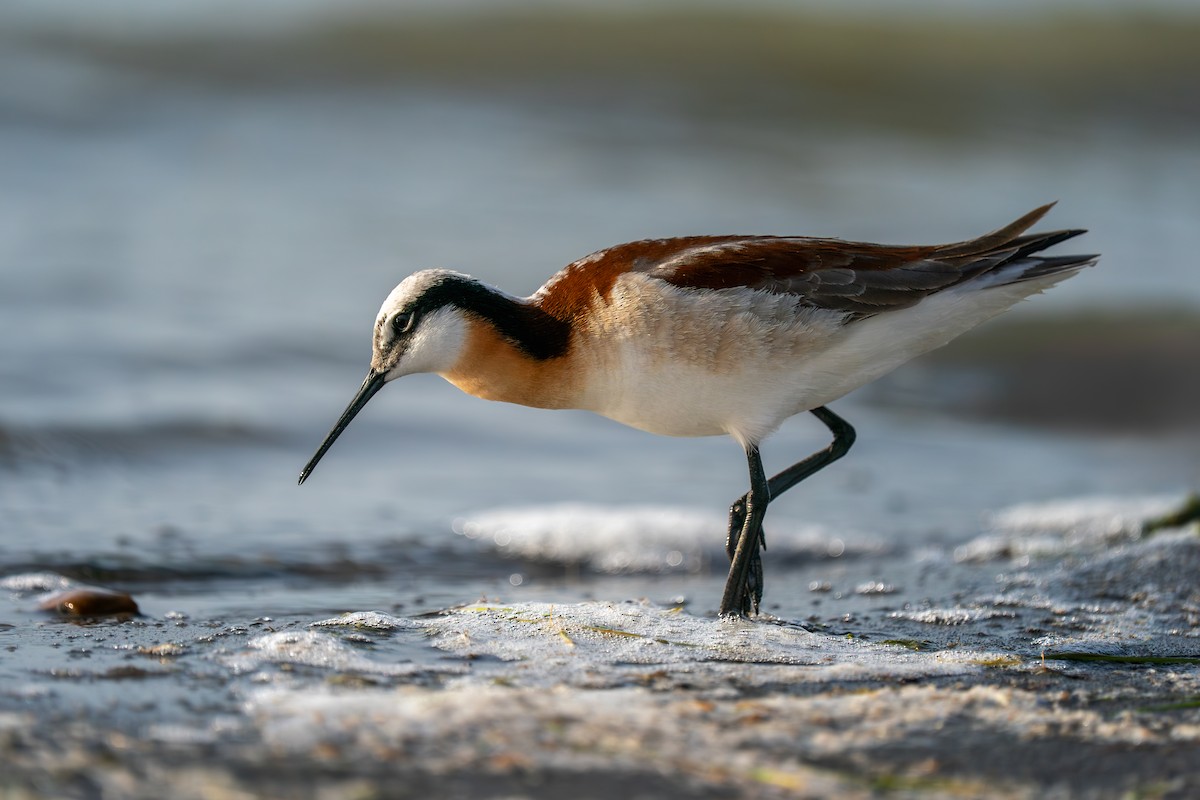 Wilson's Phalarope - ML635739080